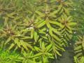 Akváriumi növények - Limnophila aromatica
